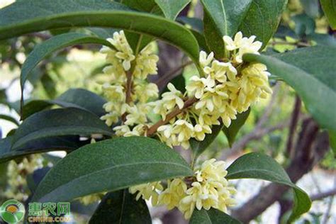 两广桂花树|桂花树分布在哪些国家和地区？